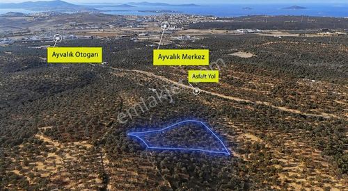 Arsa-Zeytinlik