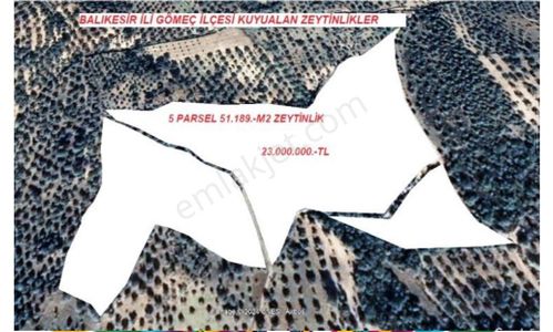 Arsa-Zeytinlik