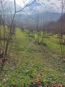 Arsa-Bağ & Bahçe