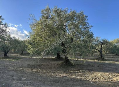 Arsa-Bağ & Bahçe