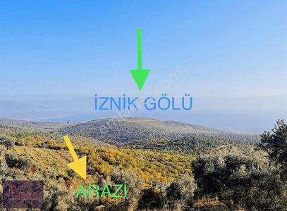 Arsa-Zeytinlik