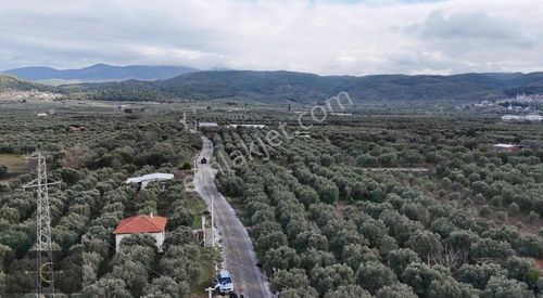 Arsa-Zeytinlik