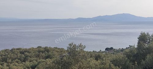 Arsa-Zeytinlik