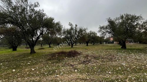 Arsa-Zeytinlik