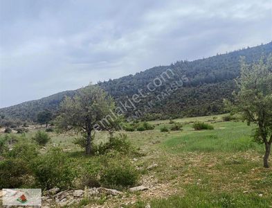 Arsa-Muhtelif Arsa