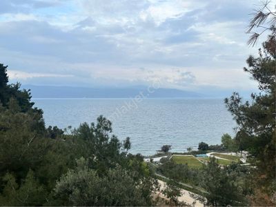 Arsa-Zeytinlik