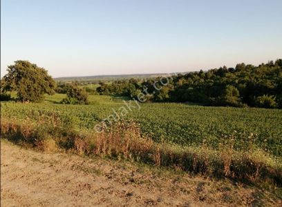 Arsa-Tarla