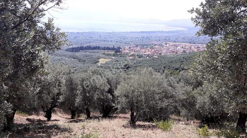 Arsa-Zeytinlik