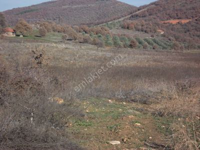 Arsa-Tarla