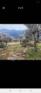 Arsa-Zeytinlik