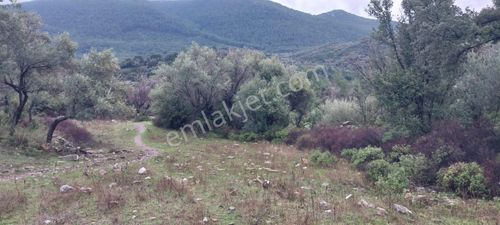 Arsa-Zeytinlik