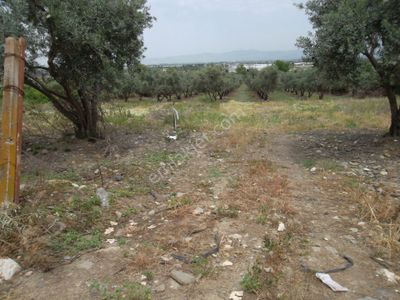 Arsa-Konut İmarlı