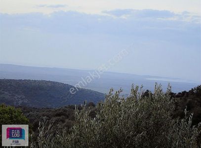 Arsa-Zeytinlik