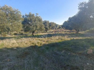 Arsa-Tarla