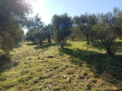 Arsa-Tarla