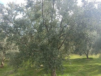 Arsa-Tarla