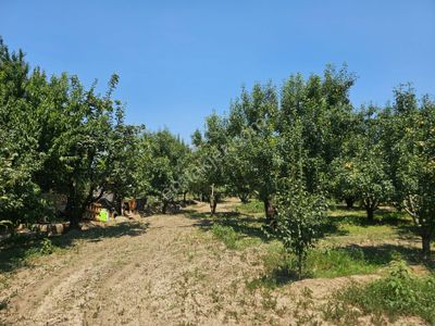Arsa-Tarla