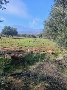 Arsa-Tarla