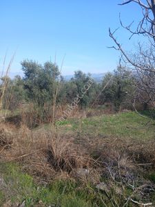 Arsa-Tarla