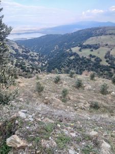 Arsa-Zeytinlik
