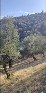 Arsa-Zeytinlik