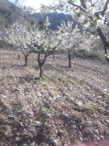 Arsa-Bağ & Bahçe