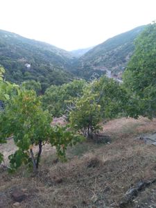 Arsa-Bağ & Bahçe