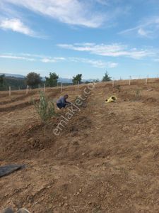Arsa-Villa İmarlı