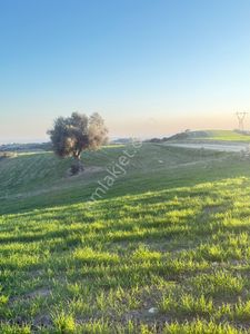 Arsa-Villa İmarlı