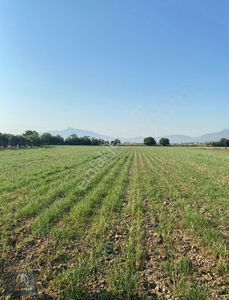 Arsa-Tarla