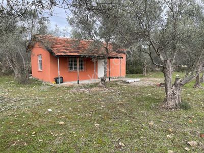 Arsa-Zeytinlik