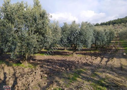 Arsa-Zeytinlik