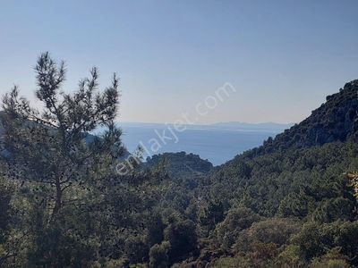 Arsa-Arazi