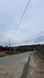Arsa-Zeytinlik
