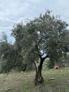 Arsa-Bağ & Bahçe