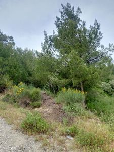 Arsa-Zeytinlik