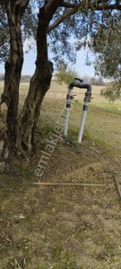 Arsa-Zeytinlik