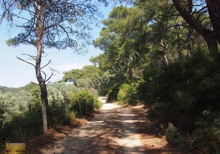 Arsa-Zeytinlik