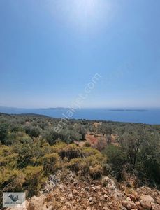 Arsa-Zeytinlik