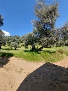 Arsa-Tarla