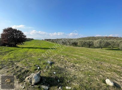 Arsa-Tarla