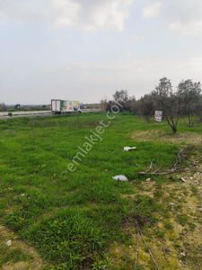 Arsa-Zeytinlik
