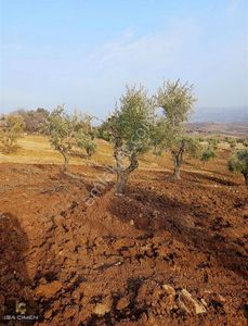 Arsa-Özel Kullanım
