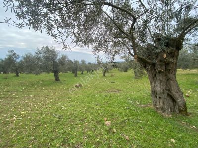 Arsa-Zeytinlik