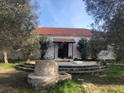 Arsa-Zeytinlik