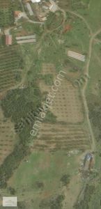 Arsa-Zeytinlik