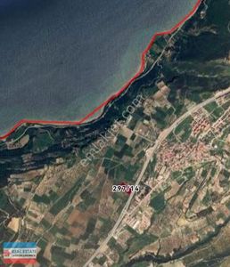 Arsa-Zeytinlik