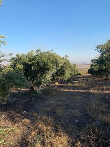 Arsa-Tarla