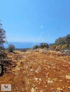Arsa-Zeytinlik