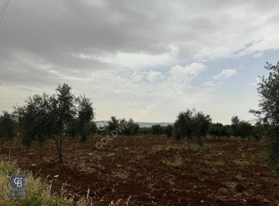 Arsa-Zeytinlik